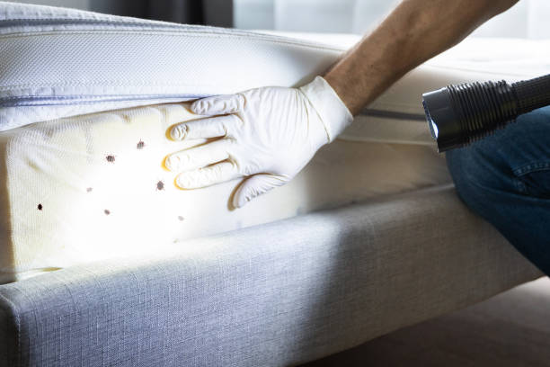 Best Bed Bug Extermination  in Larimore, ND